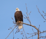 20140316 Eagle 023
